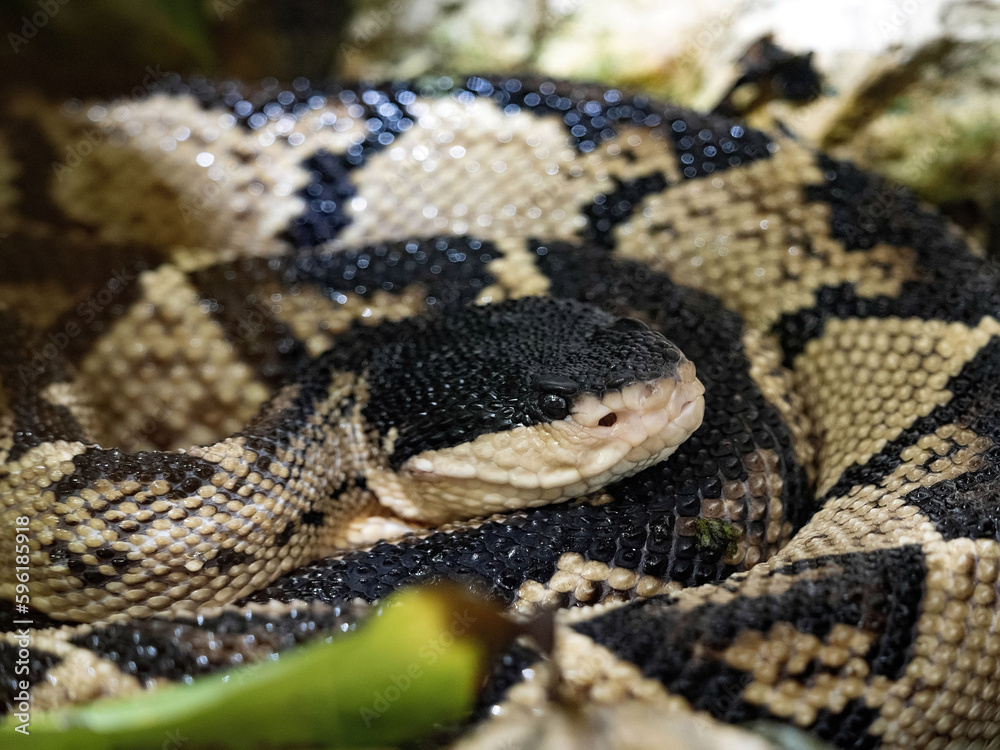 The rare and highly poisonous Black-headed bushmaster, Lachesis melanocephlaus. The rare and highly poisonous Black-headed bushmaster, Lachesis melanocephlaus.