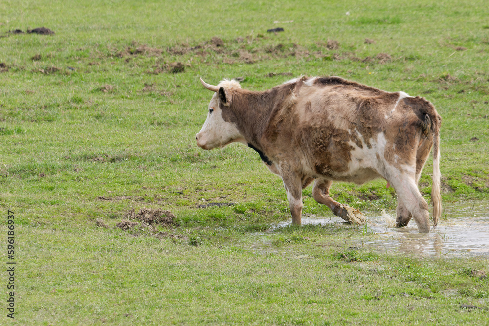 Domestic brown cow coming out of the small lake at pasture near Repusnica, Lonjsko Polje Nature Park, Croatia Domestic brown cow coming out of the small lake at pasture near Repusnica, Lonjsko Polje Nature Park, Croatia