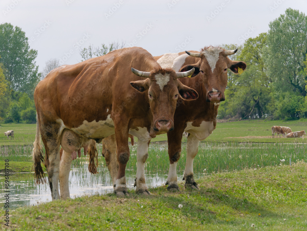 Two Norwegian Red cattle standing in the pasture near Repusnica Visitor Centre at Lonjsko Polje Nature Park, Croatia	