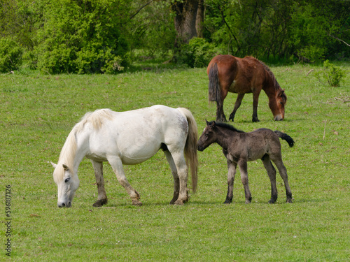 View of a beautiful Posavac horses in the pasture, Repušnica Lonjsko Polje Nature Park, Croatia
