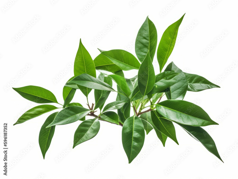 Green Leaves on a White Background Using Generative AI Green Leaves on a White Background Using Generative AI