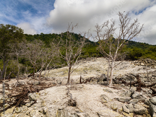 Consequences of a volcanic eruption with scorched earth and dead trees. Weh Island. Indonesia. photo