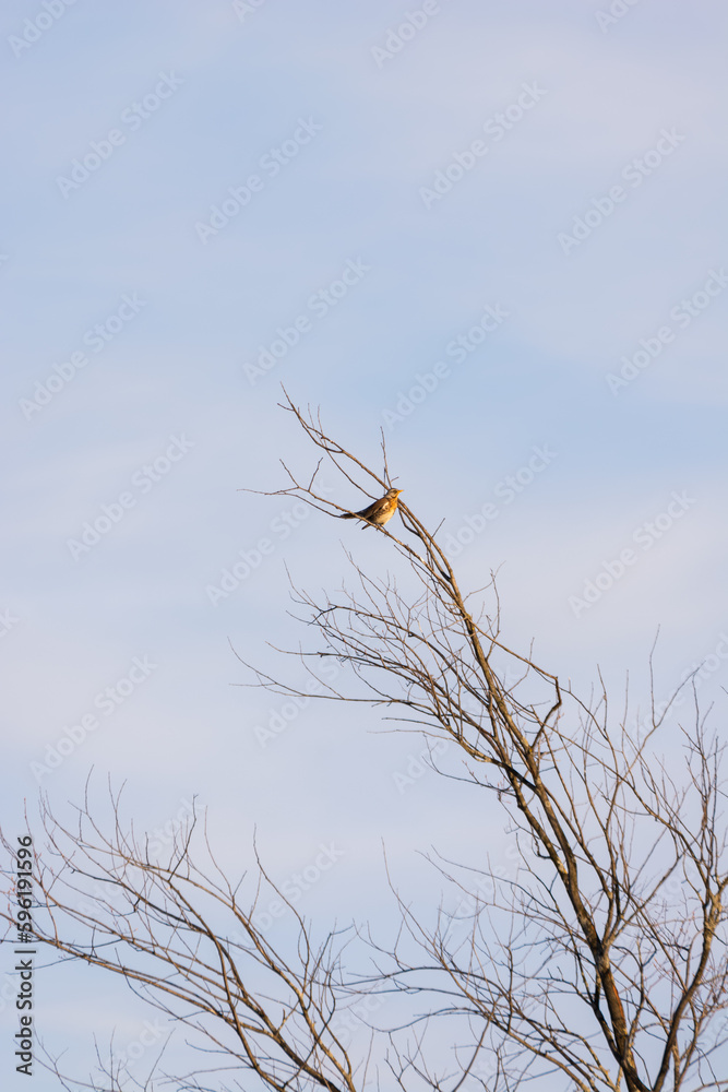beautiful bird sits on a branch at sunset
