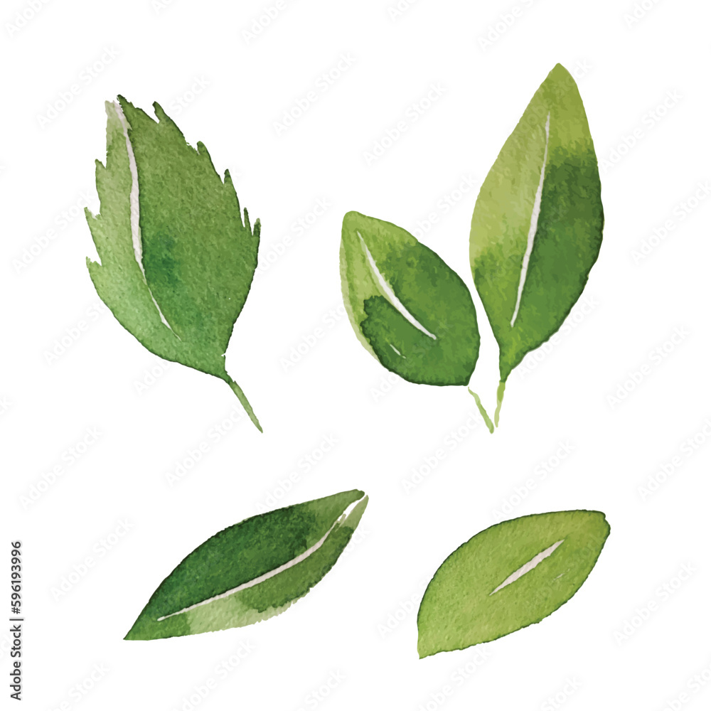 Fototapeta premium green leafs watercolor hand drawn isolated on white, vector