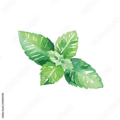 meant leaf watercolor flowers hand drawn isolated on white, vector