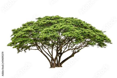 Green Tree isolated