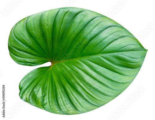Green leaves pattern leaf homalomena rubescens tree isolated