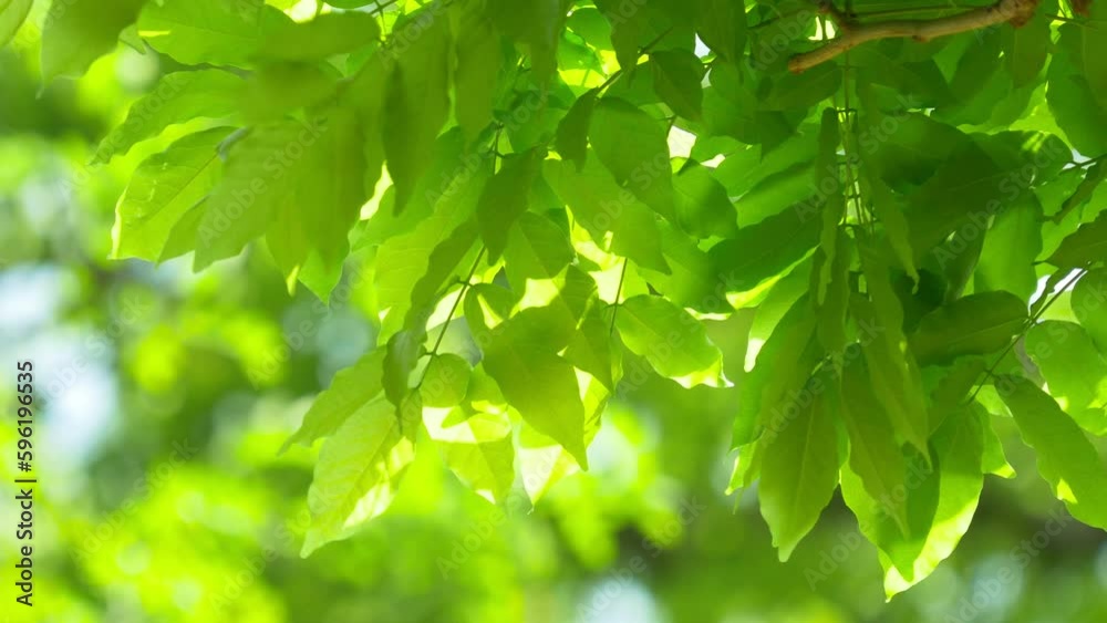 Radiant Spring Green leaves swaying in wind. Sunny day in spring. Fresh morning image background
Radiant Spring Green leaves swaying in wind. Sunny day in spring. Fresh morning image background