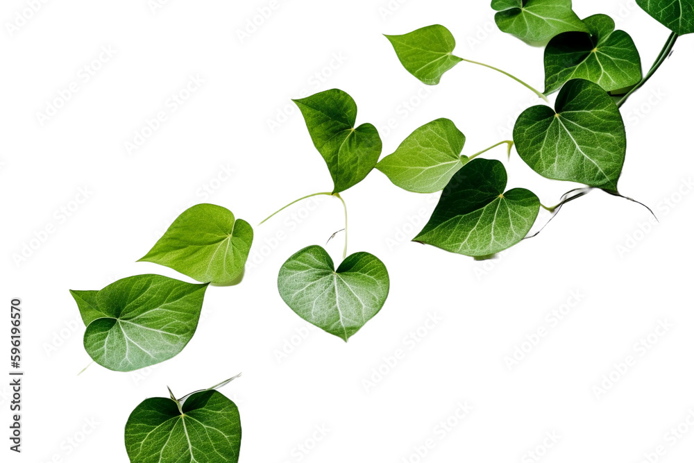 Morning glory leaves and stem, simple design, thick border, copy space, 2D, remove, transparents background. AI generative Morning glory leaves and stem, simple design, thick border, copy space, 2D, remove, transparents background. AI generative
