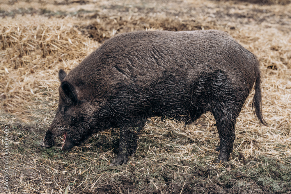 wild boar close up portrait while eating in woodland wild boar close up portrait while eating in woodland