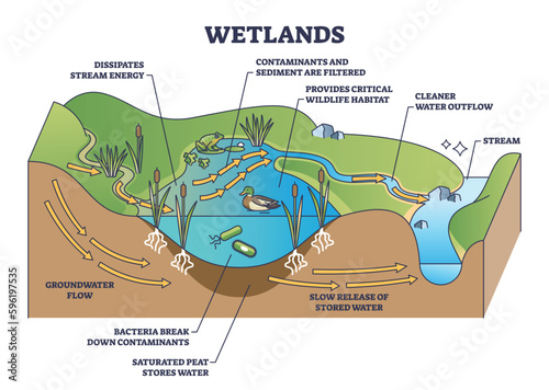 Wetlands environment description as wet soil with water outline diagram. Labeled educational biological scheme with flora or fauna for animal habitats vector illustration. Ecosystem creation principle photo