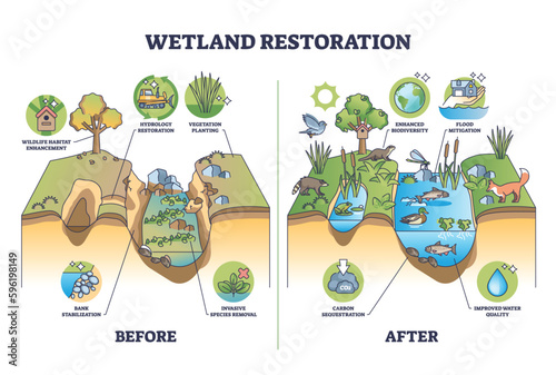 Wetland restoration and reviving ecosystems for healthier environment outline diagram. Labeled educational biology scheme with before and after comparison for wet land vegetation vector illustration. photo