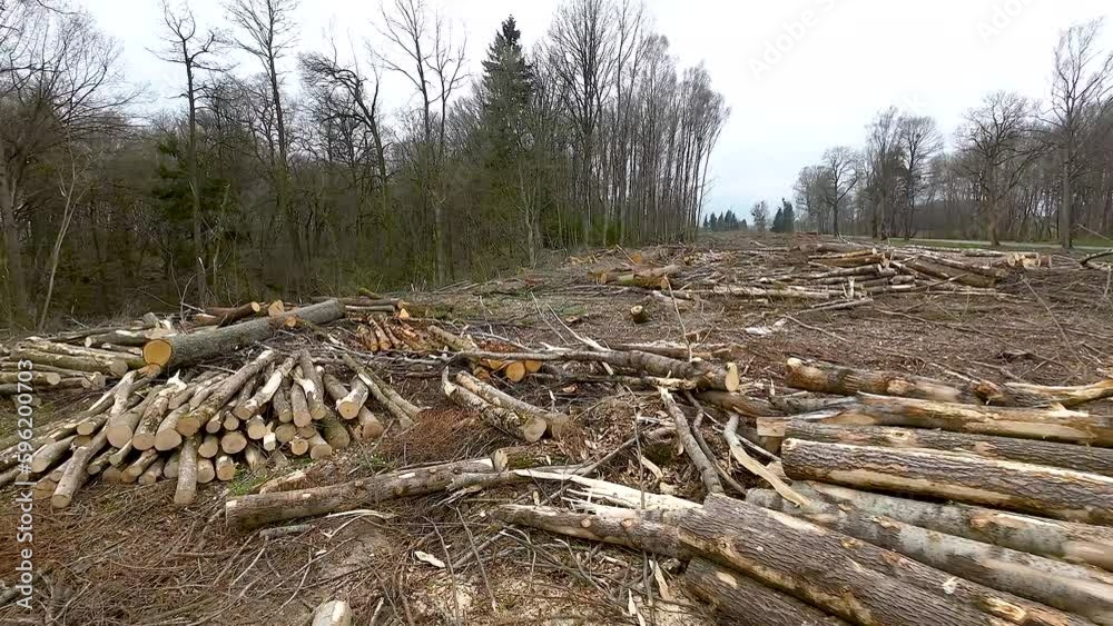 Large quantity of cut and stacked timber logs in forest waiting to be transported, prepared for winter felled by the logging timber industry. Large quantity of cut and stacked timber logs in forest waiting to be transported, prepared for winter felled by the logging timber industry.