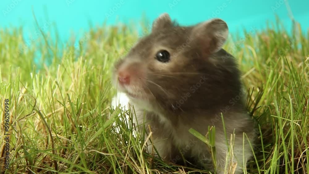 A hamster crawls on the green grass of the lawn. A hamster crawls on the green grass of the lawn.