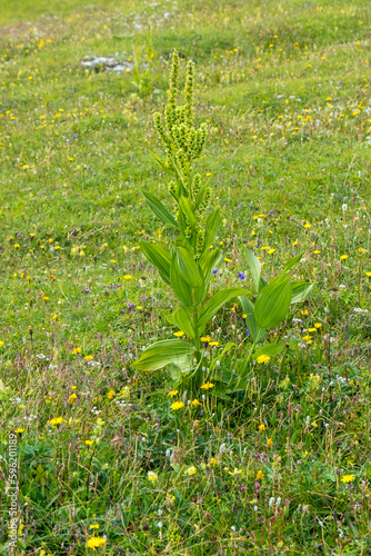 White hellebore flowers on a meadow photo