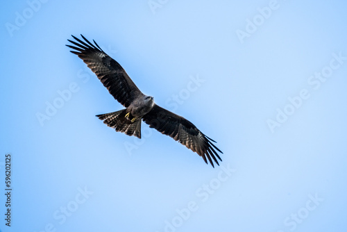 kite hunting for food on a sunny spring day