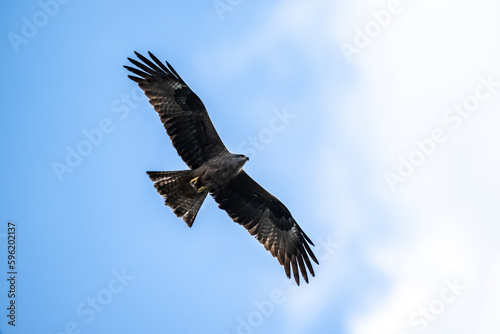 kite hunting for food on a sunny spring day