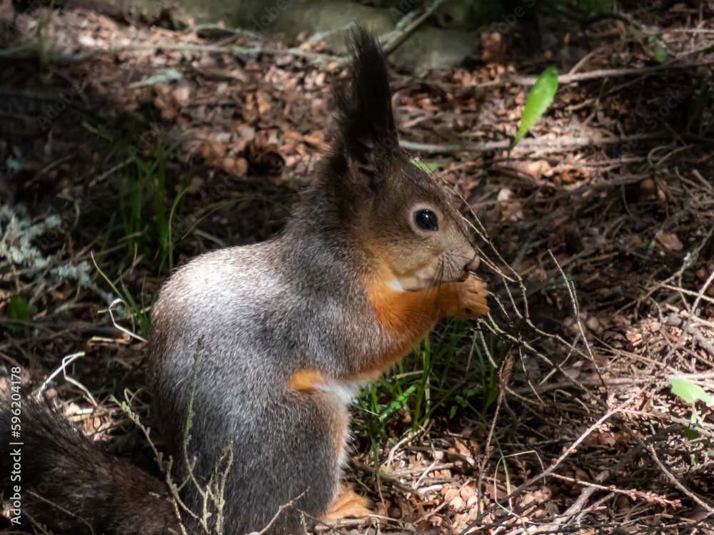 Close-up shot of the Red Squirrel (Sciurus vulgaris) with winter grey coat sitting on the ground and holding a pine cone in paws in bright sunlight with focus on eye. Beautiful animal scenery Close-up shot of the Red Squirrel (Sciurus vulgaris) with winter grey coat sitting on the ground and holding a pine cone in paws in bright sunlight with focus on eye. Beautiful animal scenery