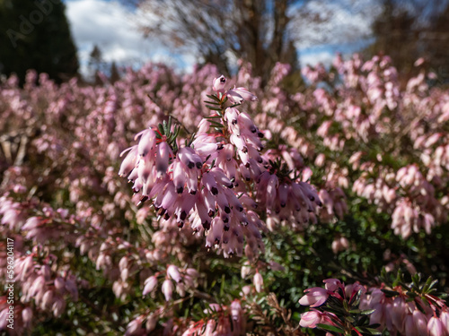 Heather (Erica carnea) 'Pink Spangles' with mid-green foliage and racemes of light rose-pink flowers in the park in early spring