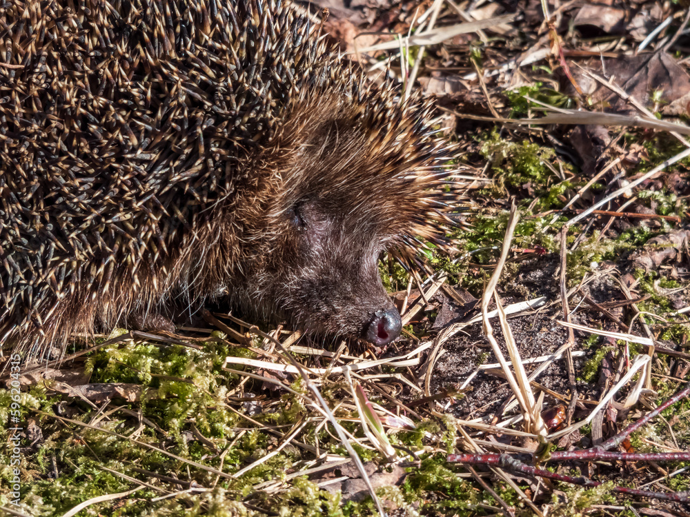 Fototapeta premium Close-up shot of the adult European hedgehog (Erinaceus europaeus) among dry grass in spring awaken after winter. Beautiful animal and forest scenery