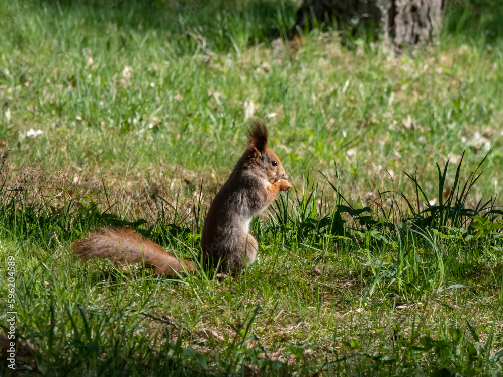 Close-up shot of the Red Squirrel (Sciurus vulgaris) with winter grey coat sitting on the ground and holding a pine cone in paws in bright sunlight with focus on eye Close-up shot of the Red Squirrel (Sciurus vulgaris) with winter grey coat sitting on the ground and holding a pine cone in paws in bright sunlight with focus on eye