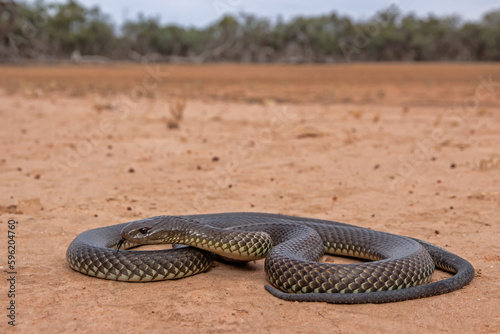 Fotografie Australian Highly venomous Mulga or King Brown Snake
