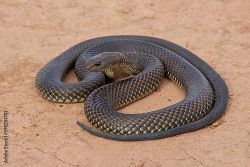 Australian Highly venomous Mulga or King Brown Snake