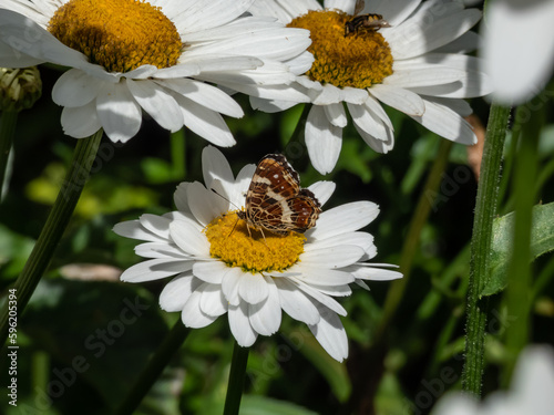 The map (Araschnia levana) in the summer brood (prorsa) with black forewings with white spots in the summer photo