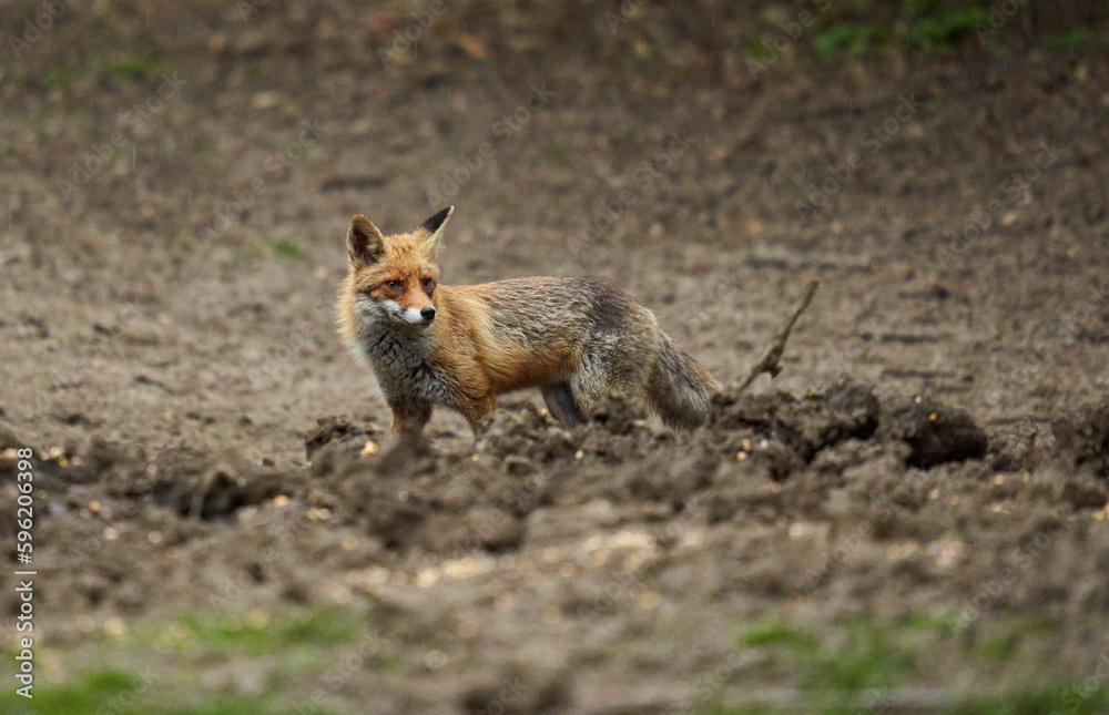 Fototapeta premium Male fox in the forest