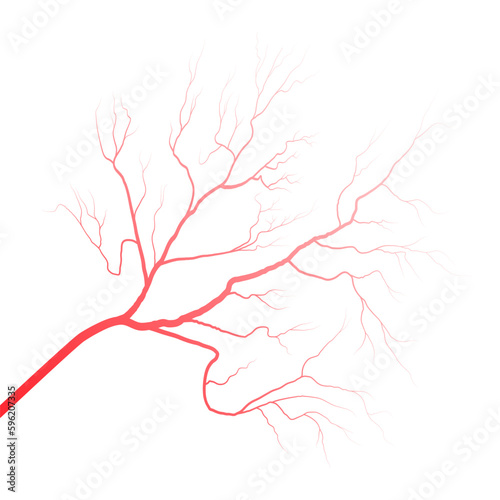 Human eye blood veins vessels silhouettes vector illustration isolated on white background. Eyeballs red veins anatomical human blood vessel artery health system.