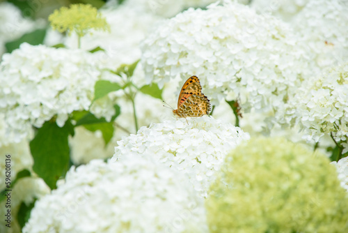 白いアジサイにヒョウモンチョウ photo