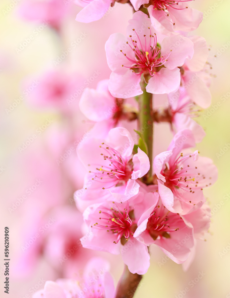 Spring background with pink flowers. Branches of flowering almond macro with soft focus background. Sakura. Blooming cherry. Easter and spring cards. Beautiful pink background. Spring background with pink flowers. Branches of flowering almond macro with soft focus background. Sakura. Blooming cherry. Easter and spring cards. Beautiful pink background.