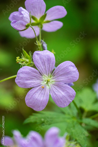 close up of flower