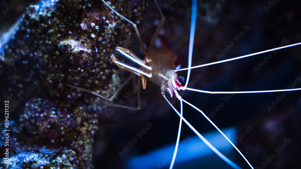 Skunk cleaner shrimp up-close Skunk cleaner shrimp up-close