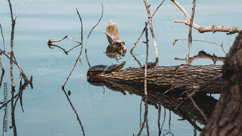 turtles on a log