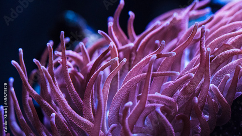 pink bubble-tip anemone