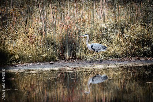 Great Blue Heron stalking prey in a marsh