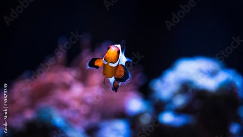 clownfish and anemone