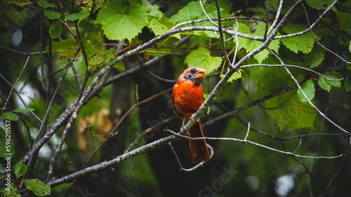 molting cardinal perched on a branch