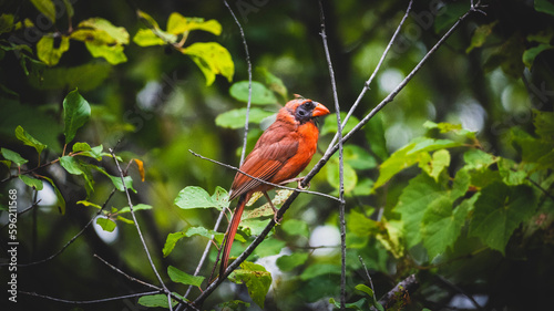 molting cardinal perched on a branch
