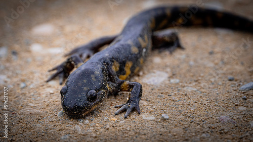salamander on the sand