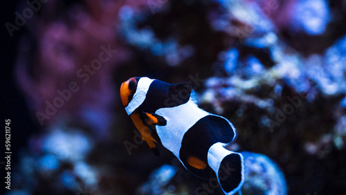 fish in aquariumclownfish