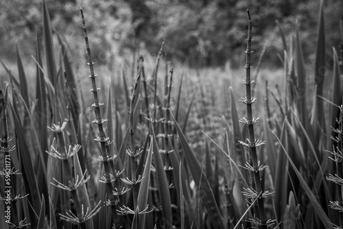 marsh of horsetail reeds in the spring