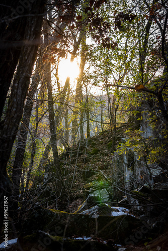 morning in the forest