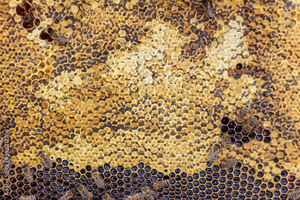 Abstract hexagon structure is honeycomb from bee hive filled Abstract hexagon structure is honeycomb from bee hive filled