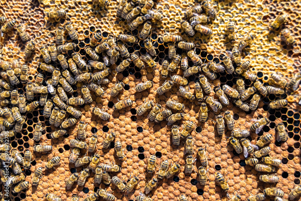 Abstract hexagon structure is honeycomb from bee hive filled Abstract hexagon structure is honeycomb from bee hive filled