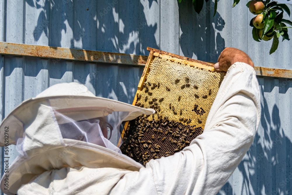 Winged bee slowly flies to beekeeper collect nectar on private apiary
