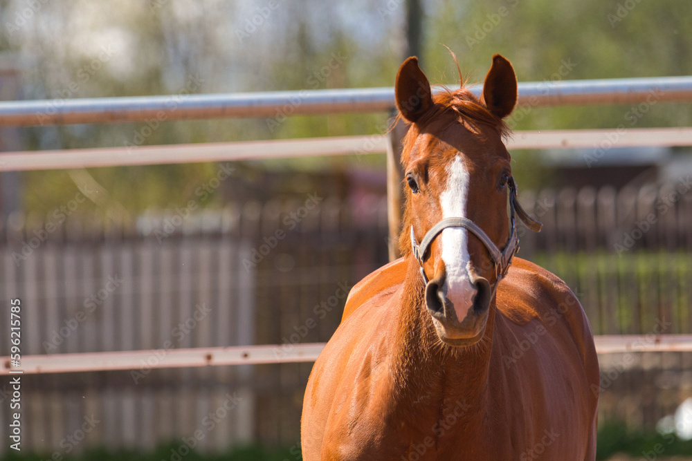Fototapeta premium Frontalansicht Fuchsstute Serie - Fuchstute 5/6