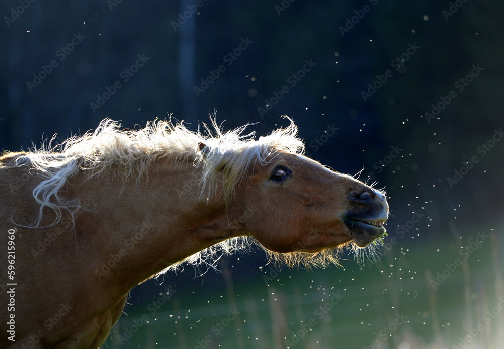 Mückenplage. Schönes Pferd schüttelt Kriebelmücken weg - obrazy, fototapety, plakaty 