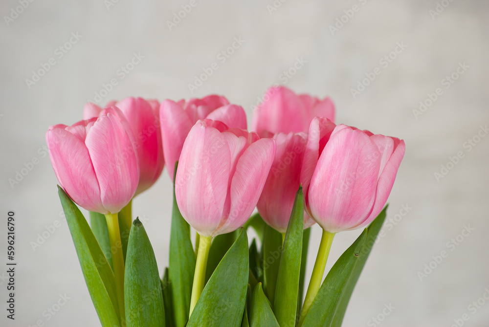 Fototapeta premium pink tulips close-up on a gray background